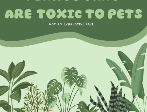 Pet-Safe Houseplants: A Beginner’s Guide for Pet and Plant Lovers